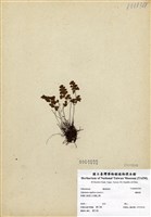 藏品(鐵線蕨)的圖片